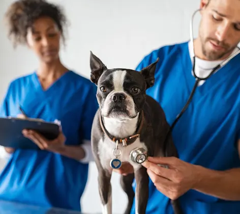 Woman and Man Checking Dog 